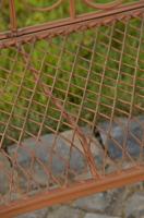 Gartenbank Tara antik braun 